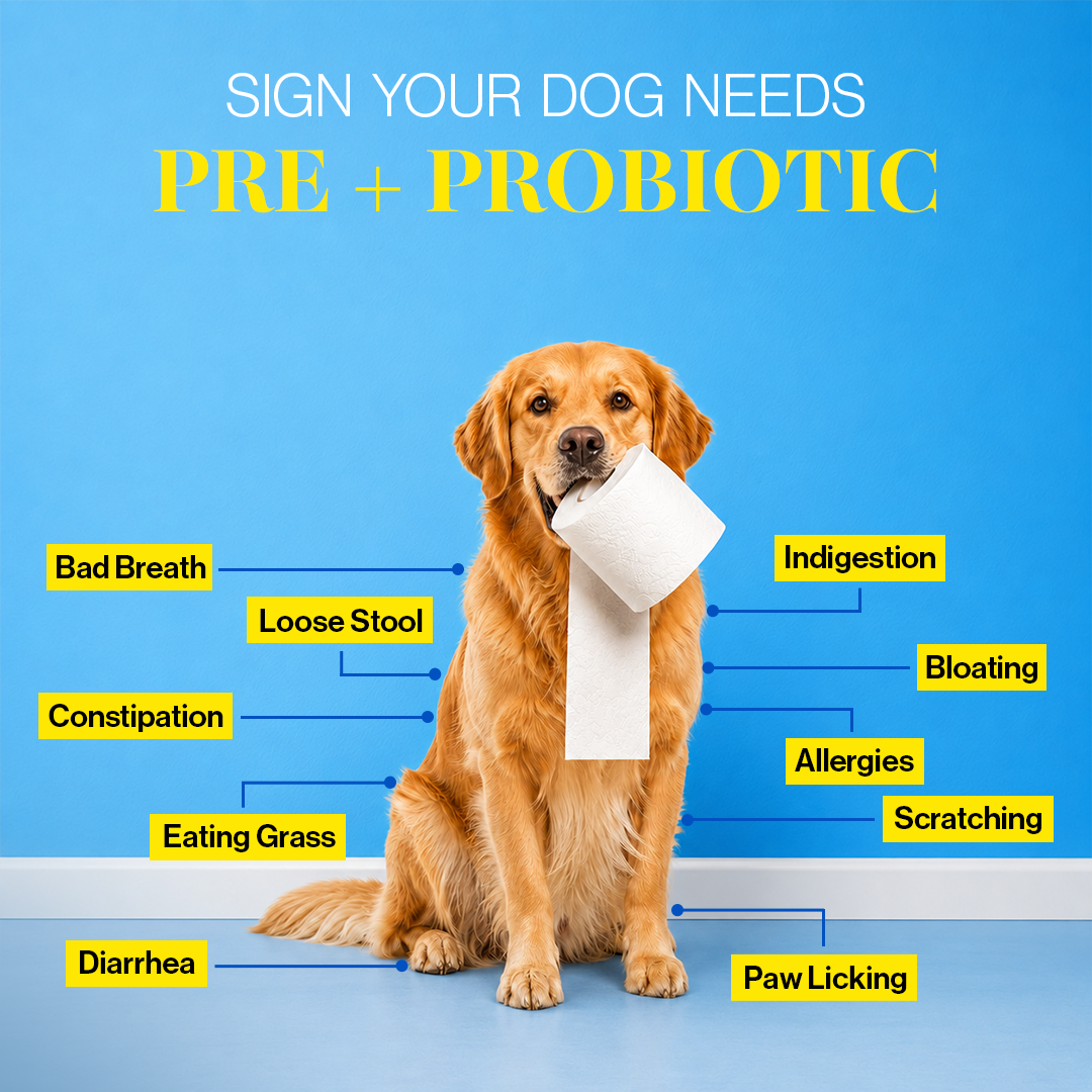 Pre + Probiotics & Gut Health for Dogs