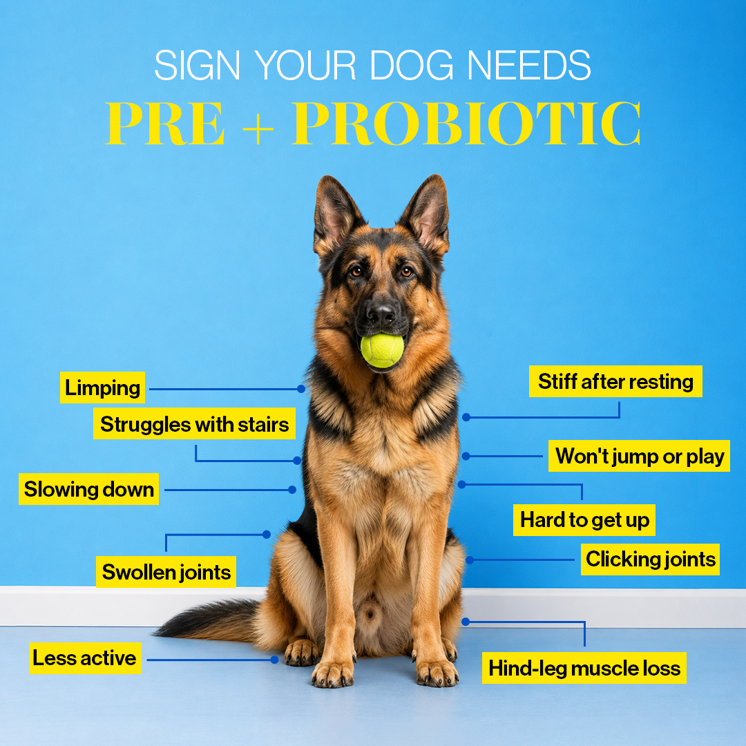 Hips & Joint Supplement for Dogs