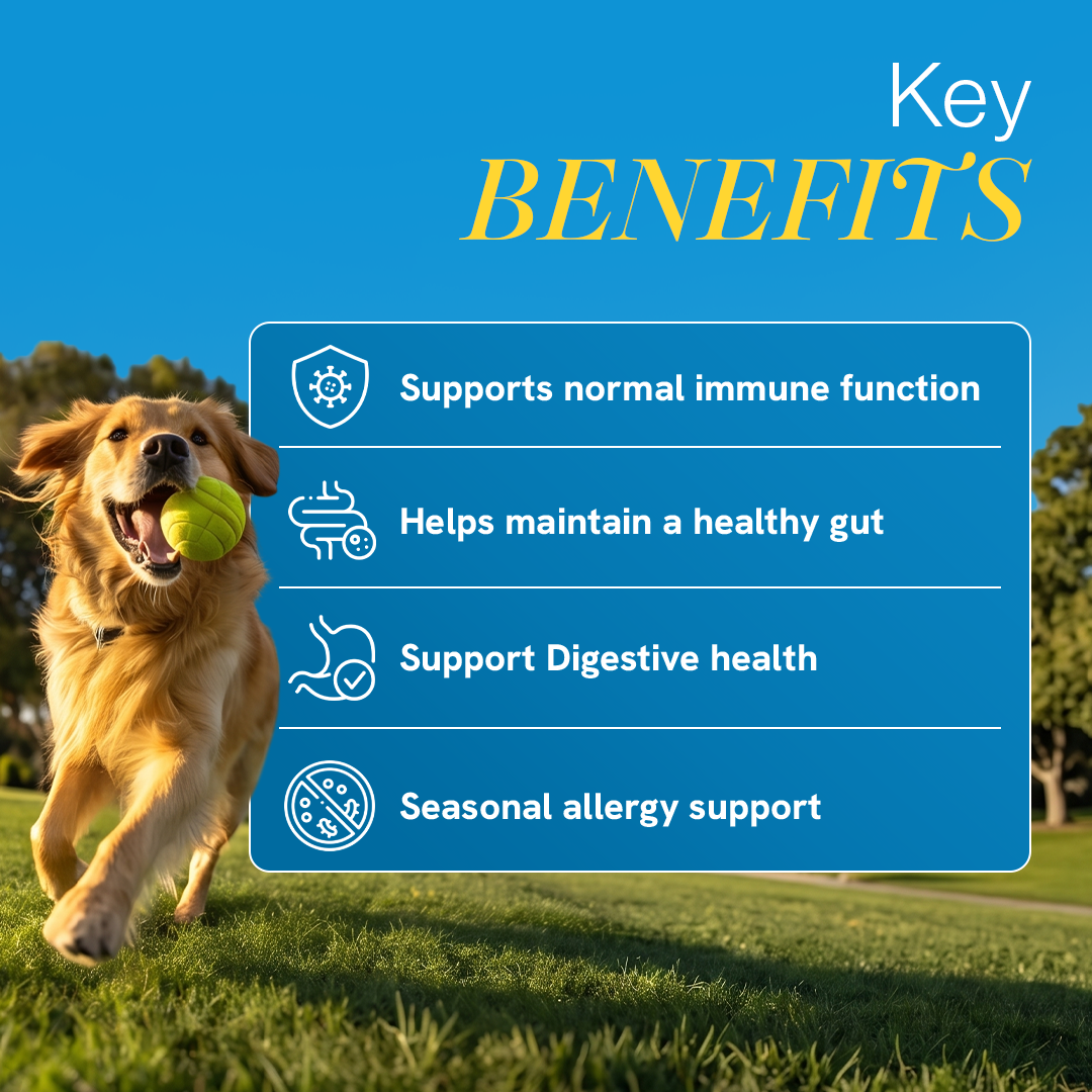 Pre + Probiotics & Gut Health for Dogs