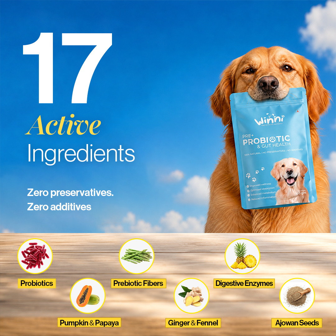Pre + Probiotics & Gut Health for Dogs