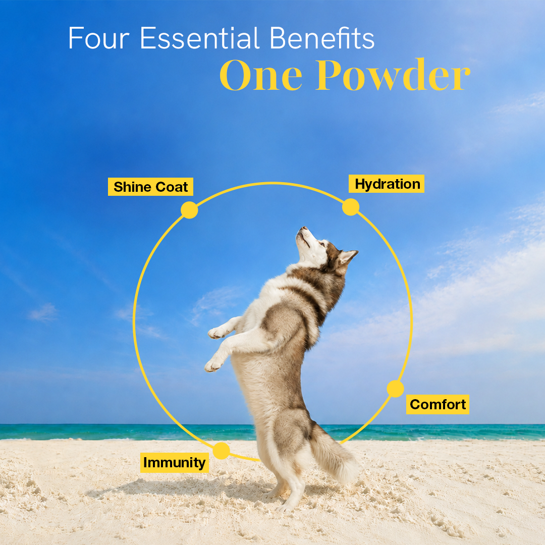 Skin & Coat Supplement for Dogs