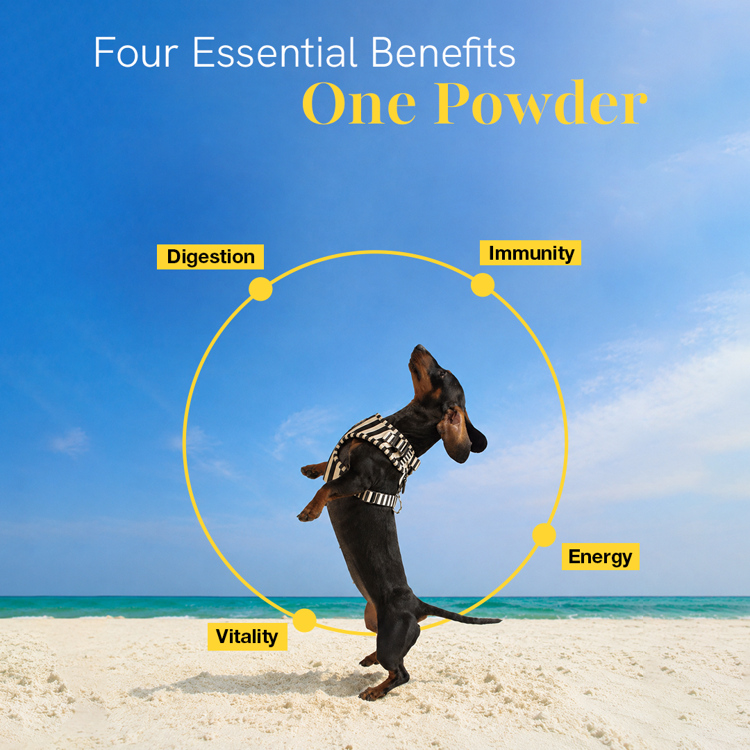 Pre + Probiotics & Gut Health for Dogs