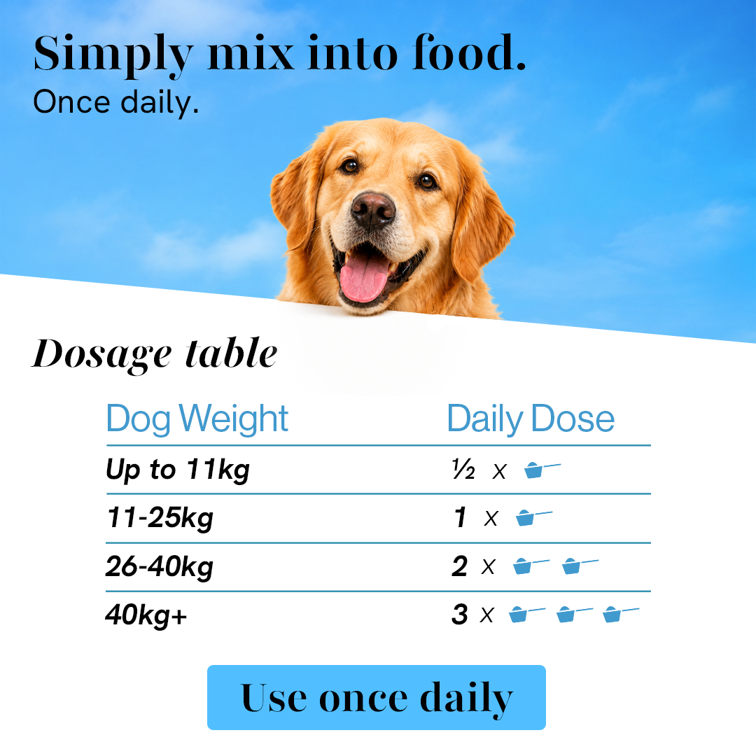 Pre + Probiotics & Gut Health for Dogs