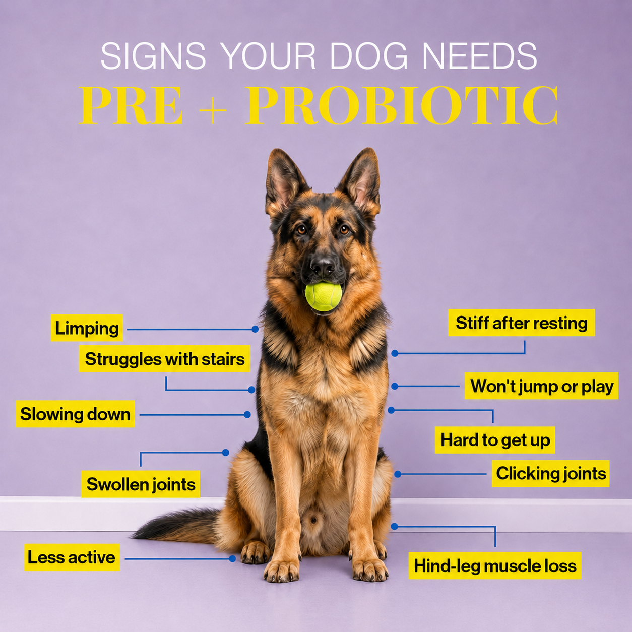 Hips & Joint Supplement for Dogs