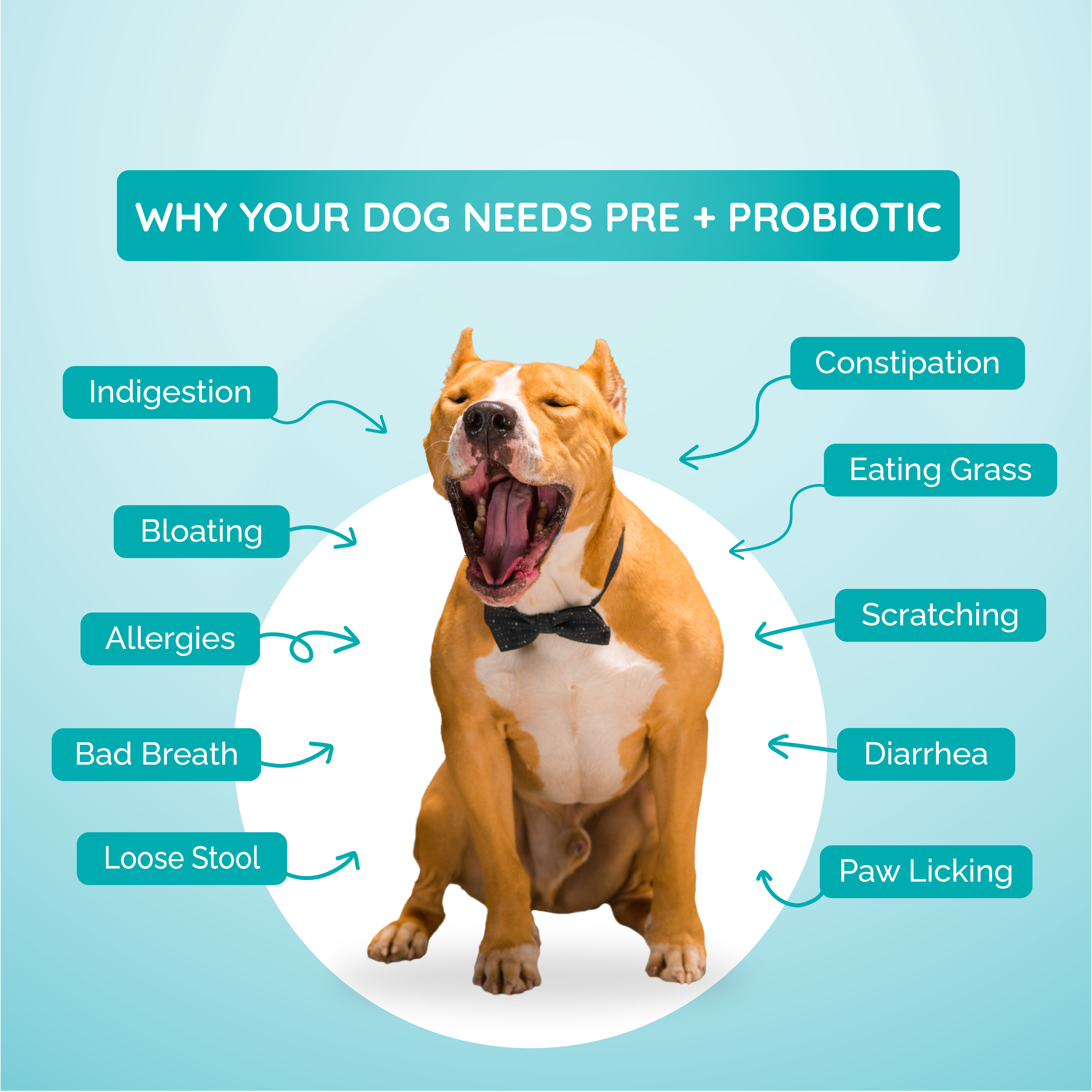 Pre + Probiotics & Gut Health for Dogs