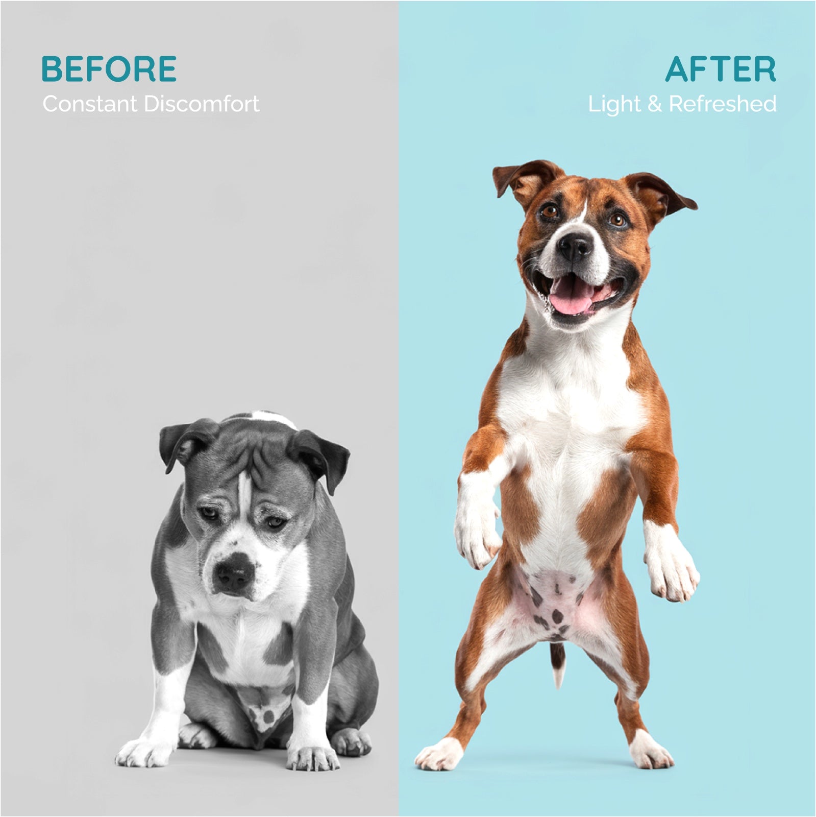 Pre + Probiotics & Gut Health for Dogs