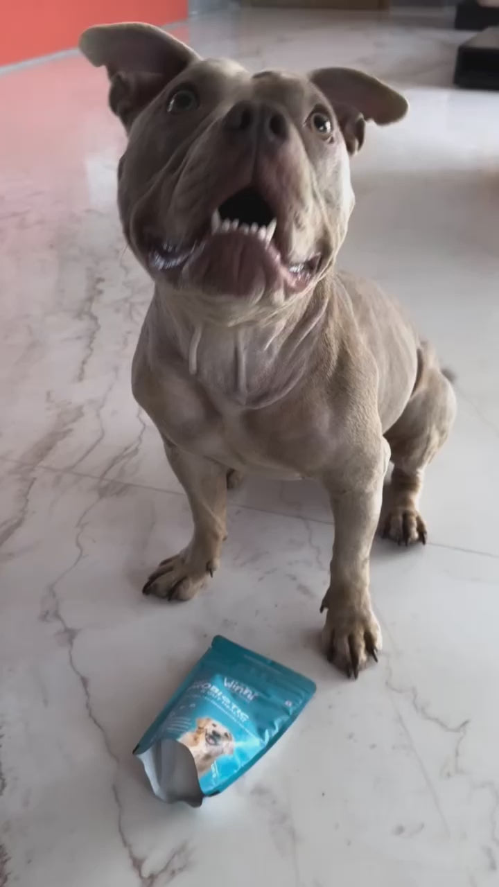 Pre + Probiotics & Gut Health for Dogs